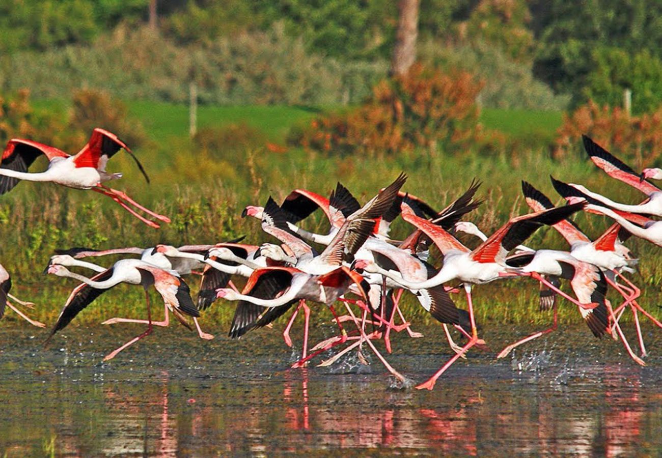 Apartment in Albufeira - Apartamento Salgados